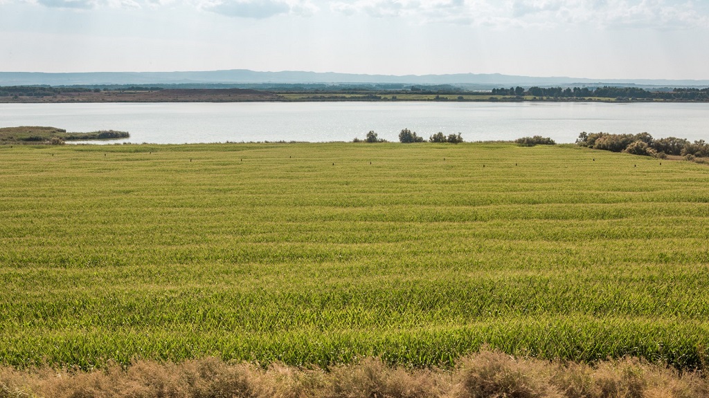 Laguna de Sariñena