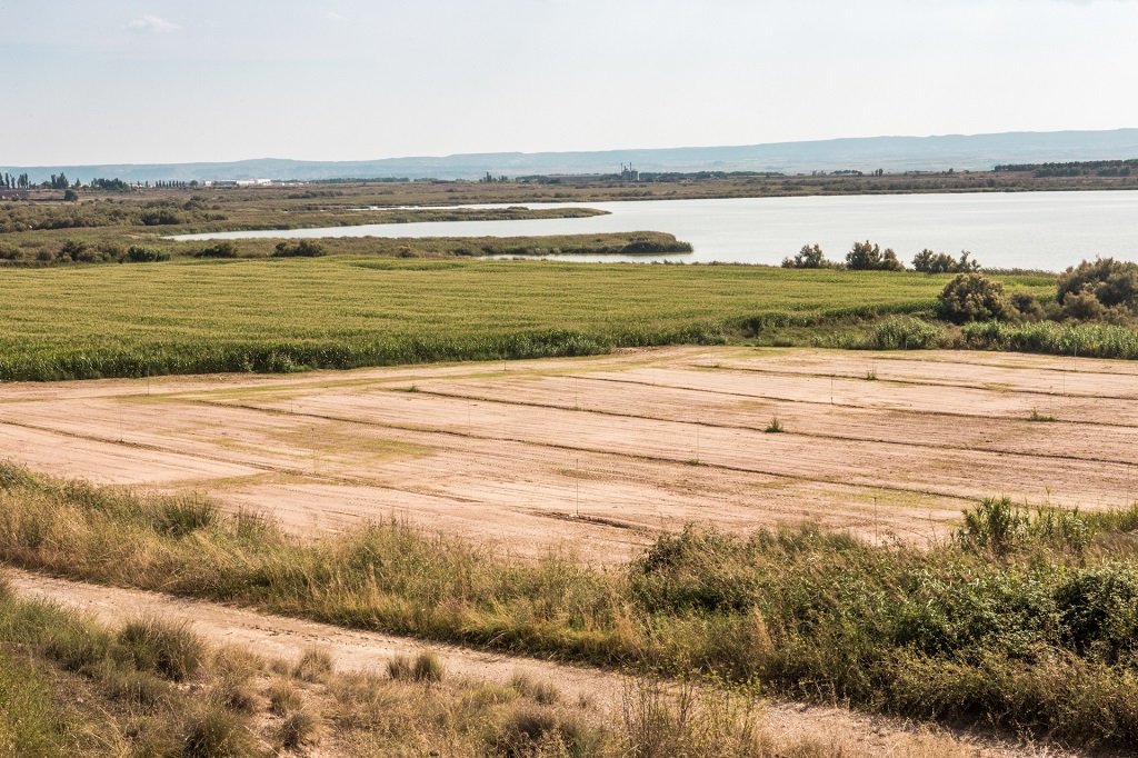 Laguna de Sariñena